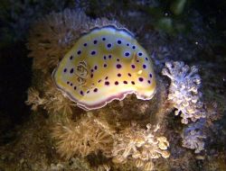 Nudibranch taken on a night dive in the southern red sea by Ian Palmer 